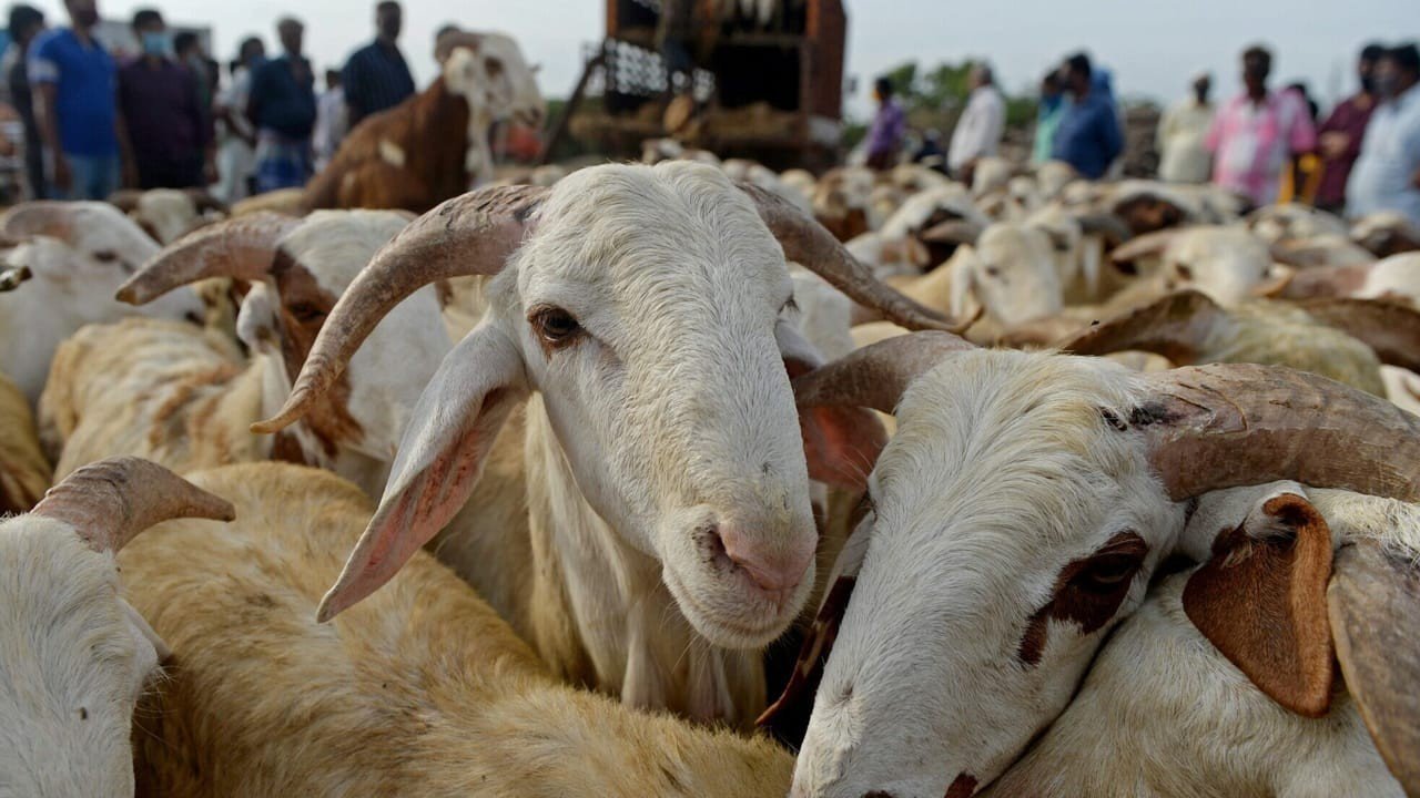 Eid al-Adha